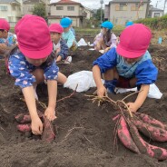 お芋ほり(年中長)