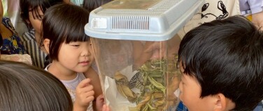 蝶の羽化