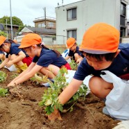じゃがいも掘り(年中長)